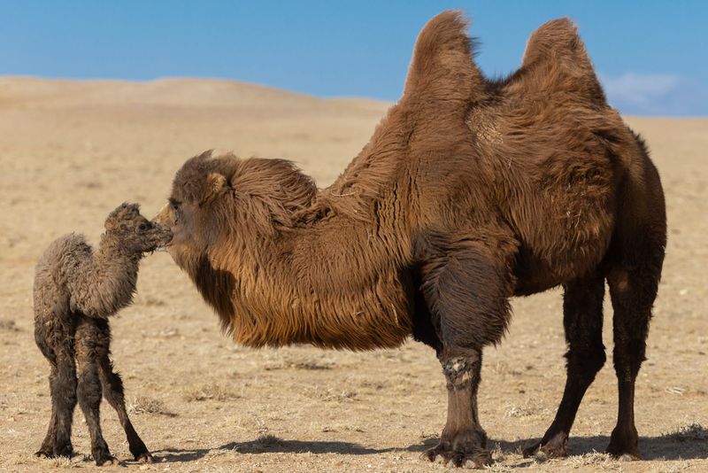 Bactrian Camel