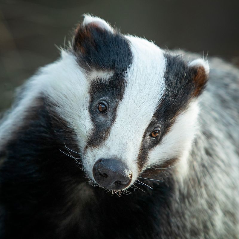 Badger