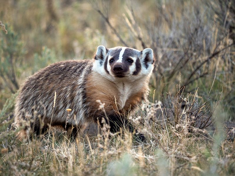 Badgers