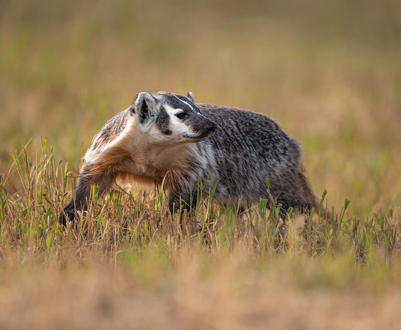 Badgers