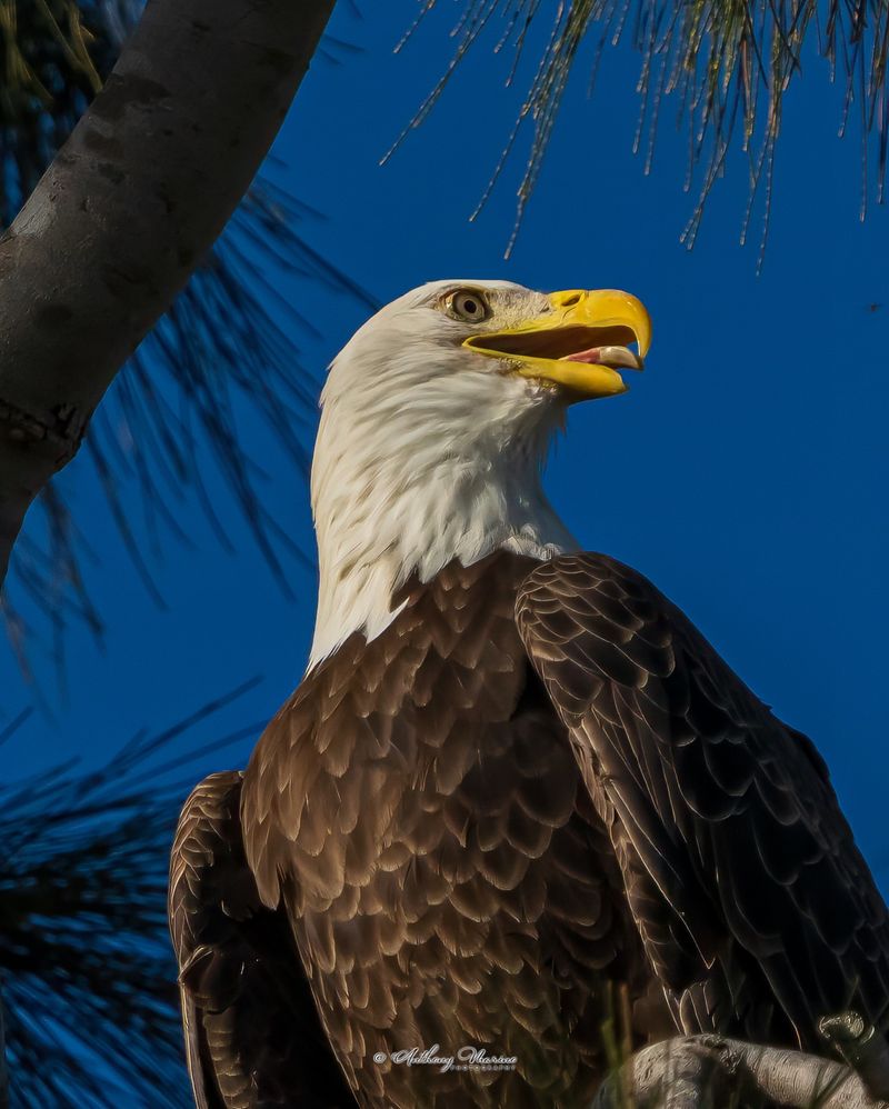 Bald Eagle