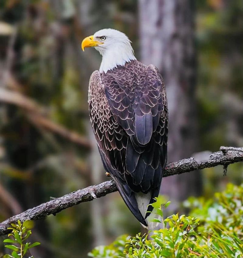 Bald Eagle