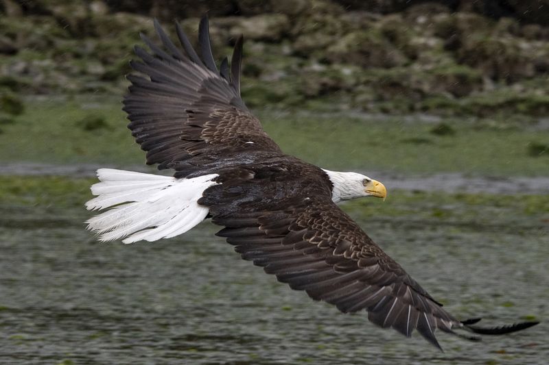 Bald Eagle