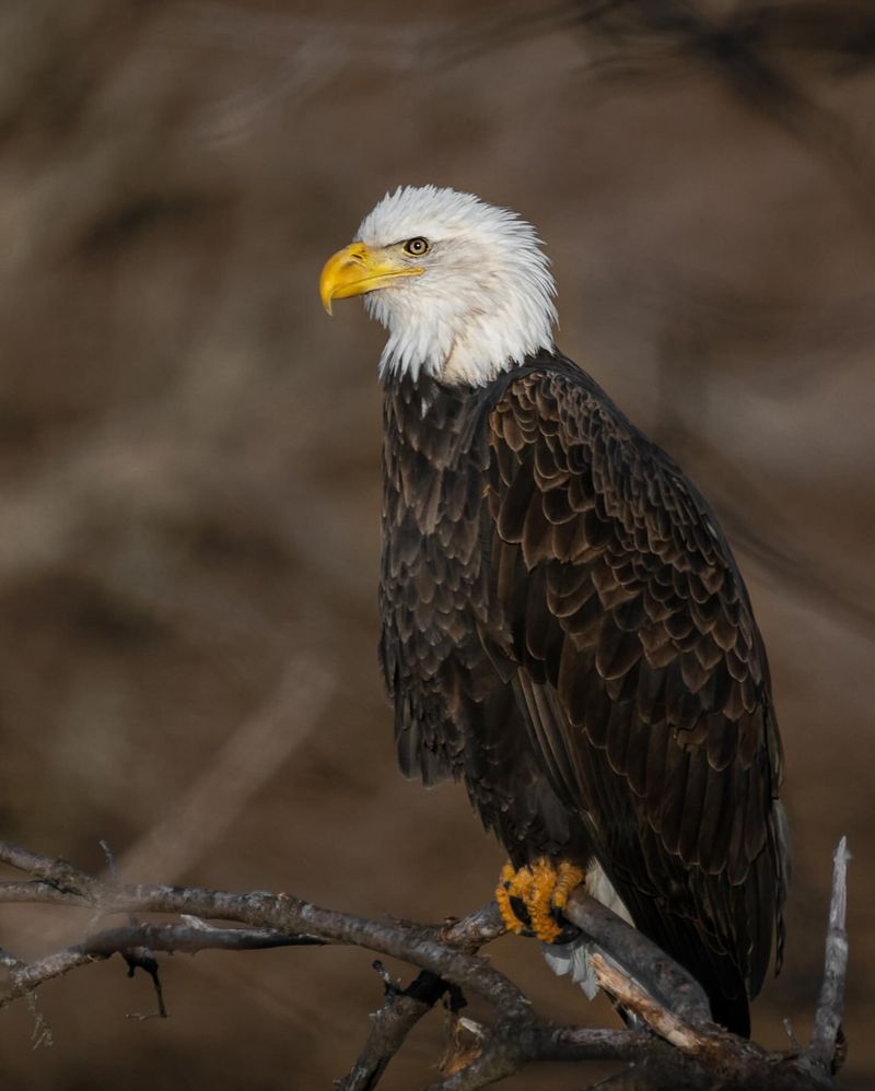 Bald Eagle