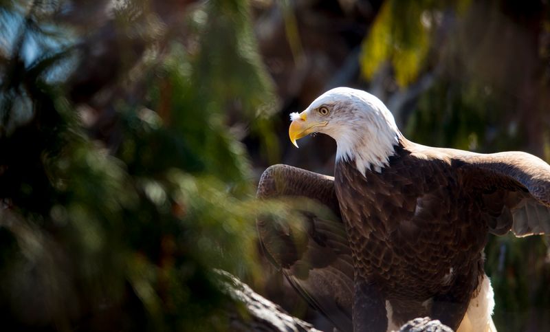 Bald Eagle