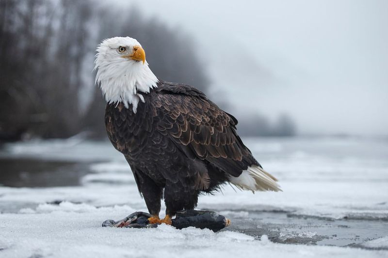 Bald Eagle