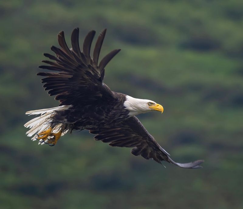 Bald Eagles in Flight