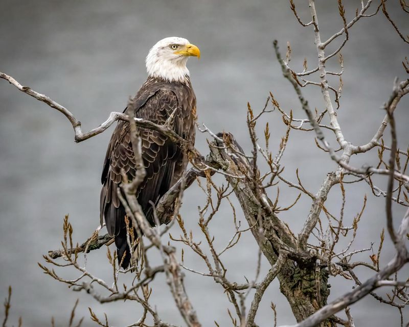 Bald Eagles