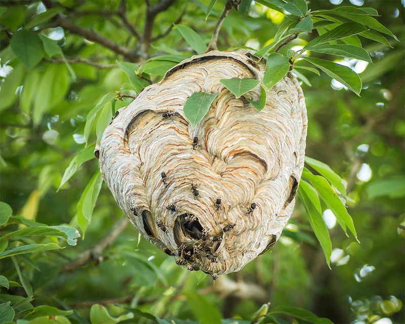 Bald-Faced Hornet Nests