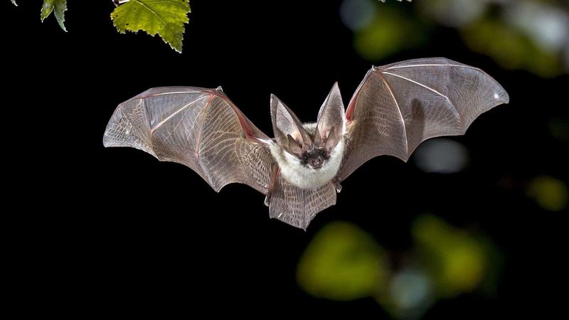 Baldwin's Big-eared Bat