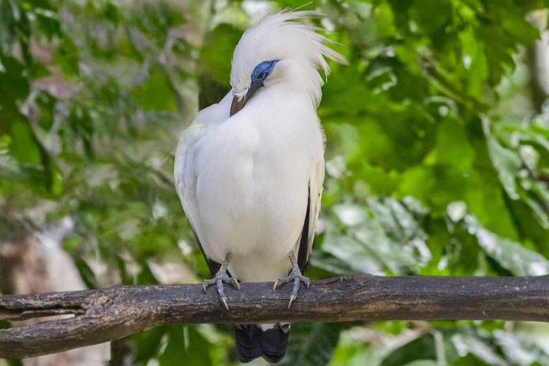 Bali Starling