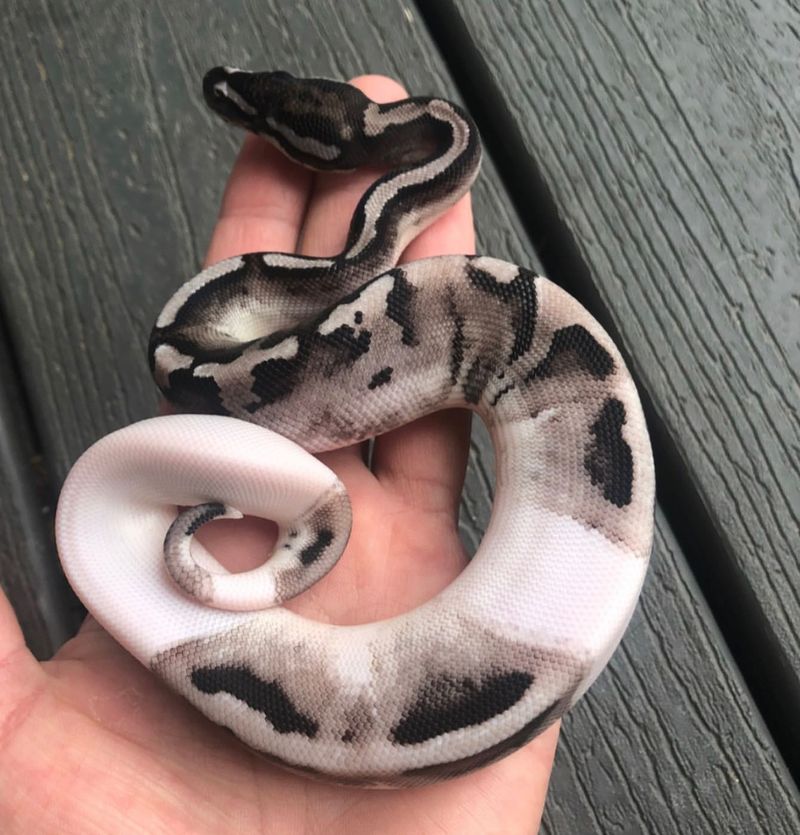 Ball Python