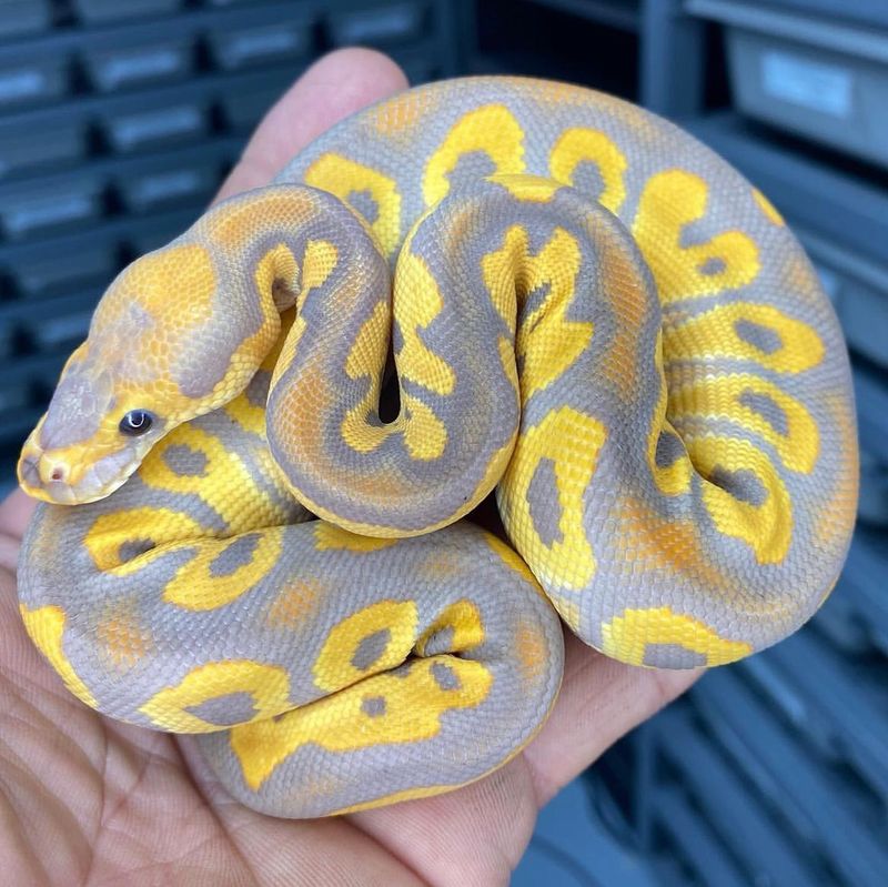 Ball Python