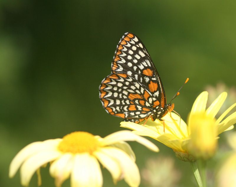 Baltimore Checkerspot