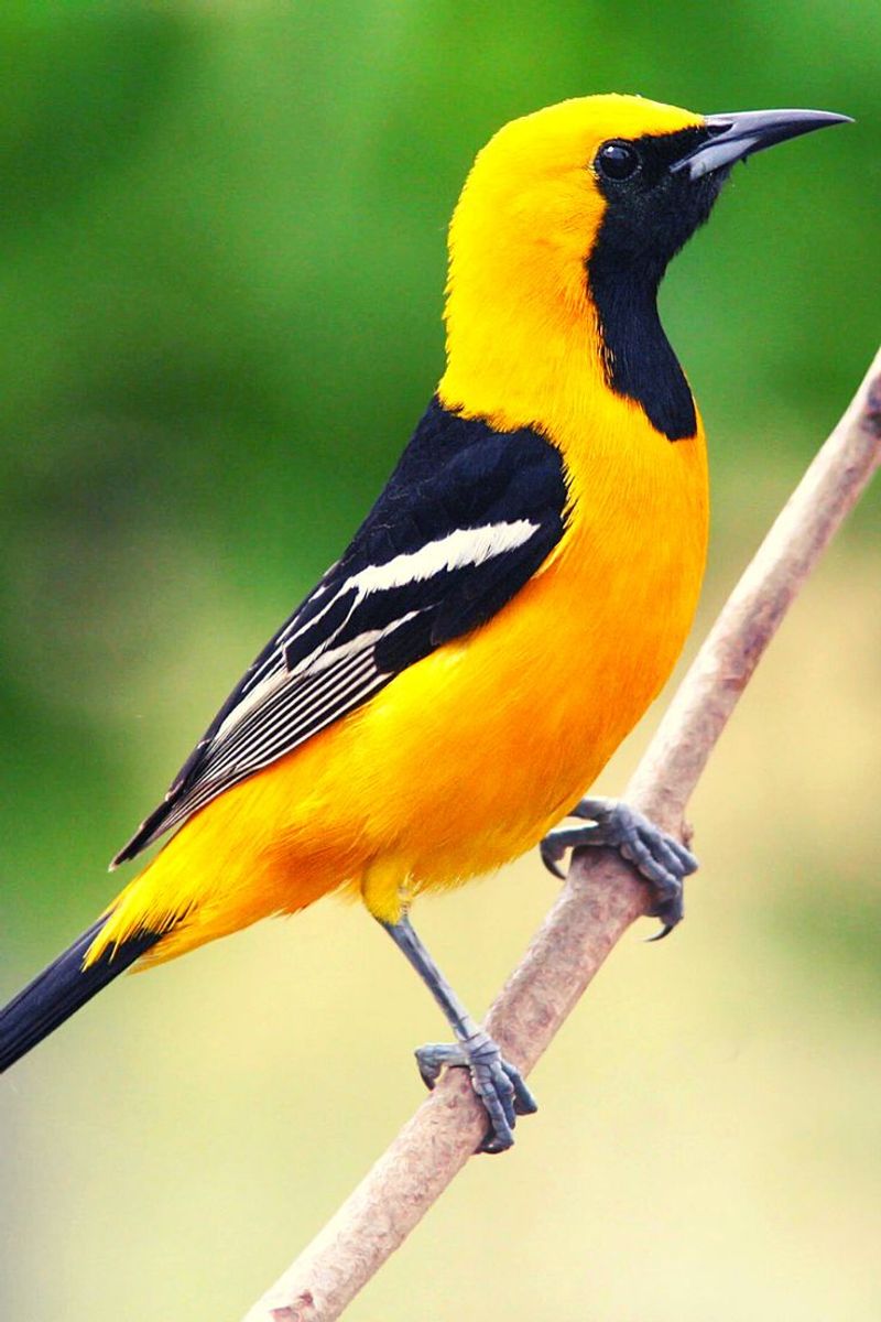 Baltimore Oriole