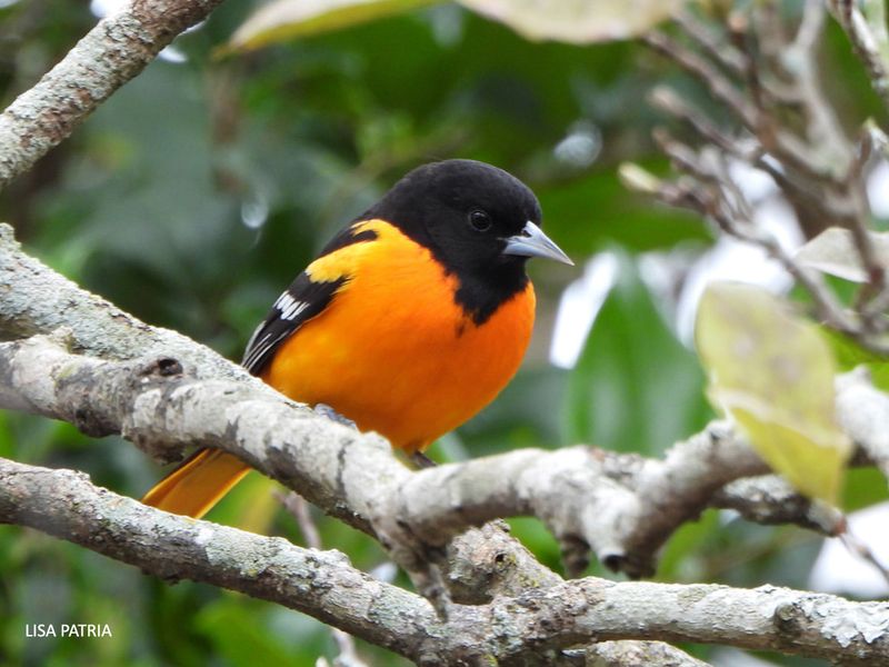 Baltimore Oriole