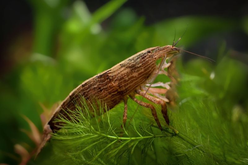 Bamboo Shrimp