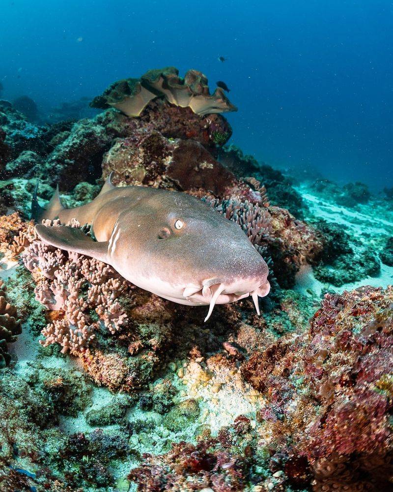 Banded Bamboo Shark