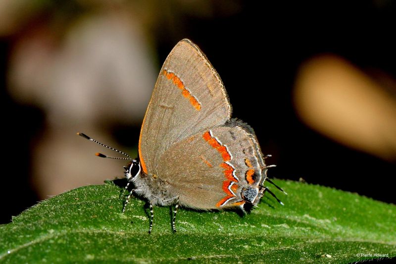 Banded Hairstreak