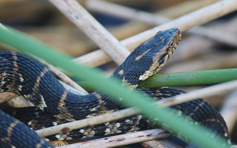 Banded Water Snake (Nerodia fasciata)