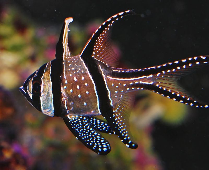 Banggai Cardinalfish