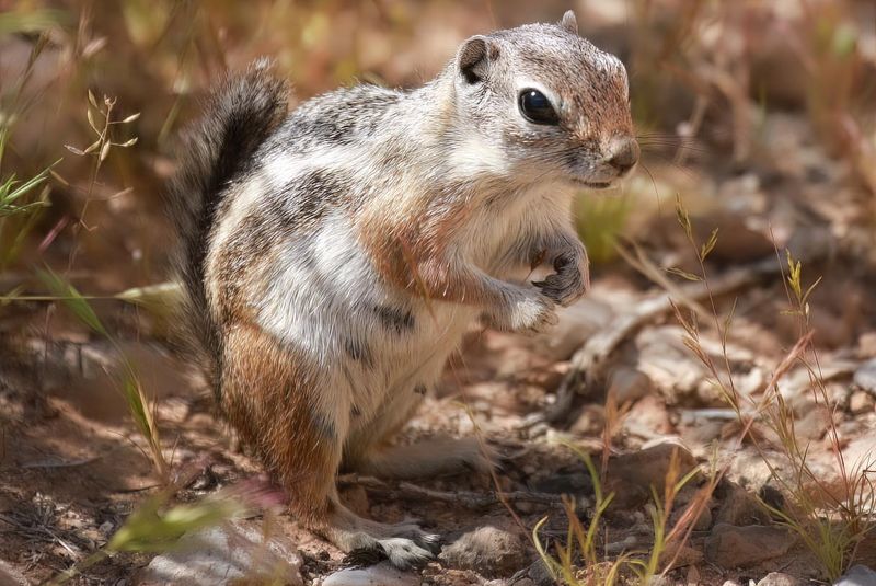 Barbary Ground Squirrel