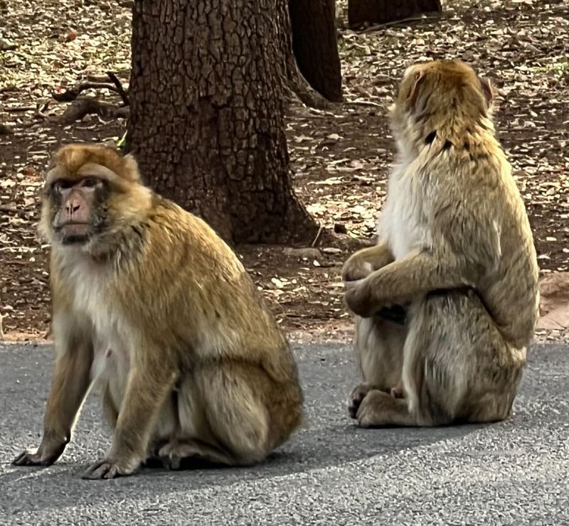 Barbary Macaque