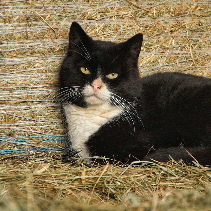 Barn Cats