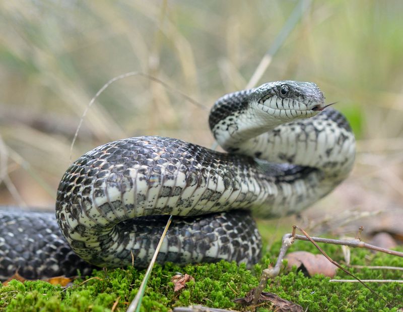 Barn-Dwelling Rat Snakes