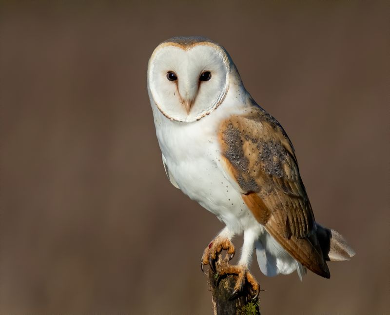 Barn Owl