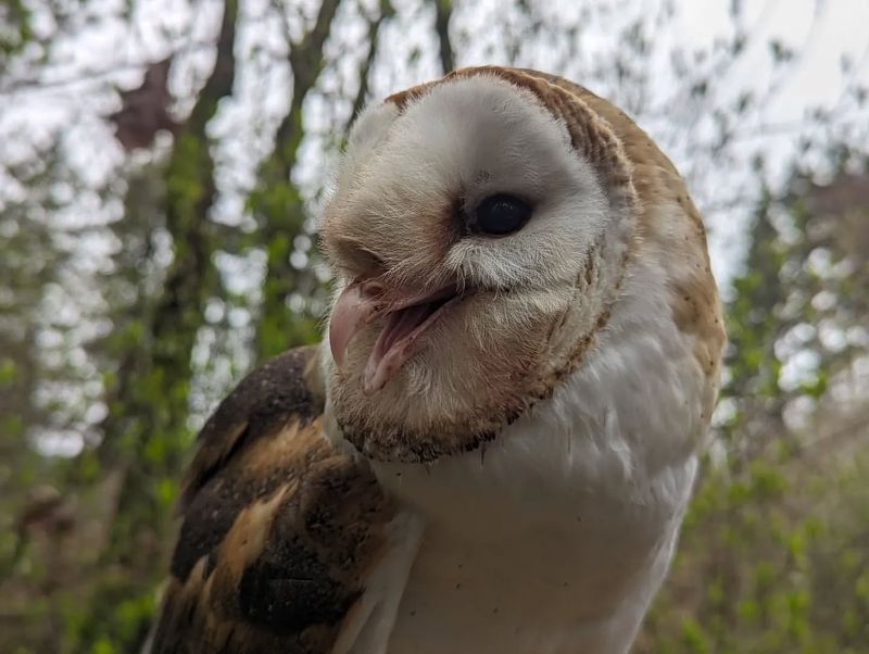 Barn Owl