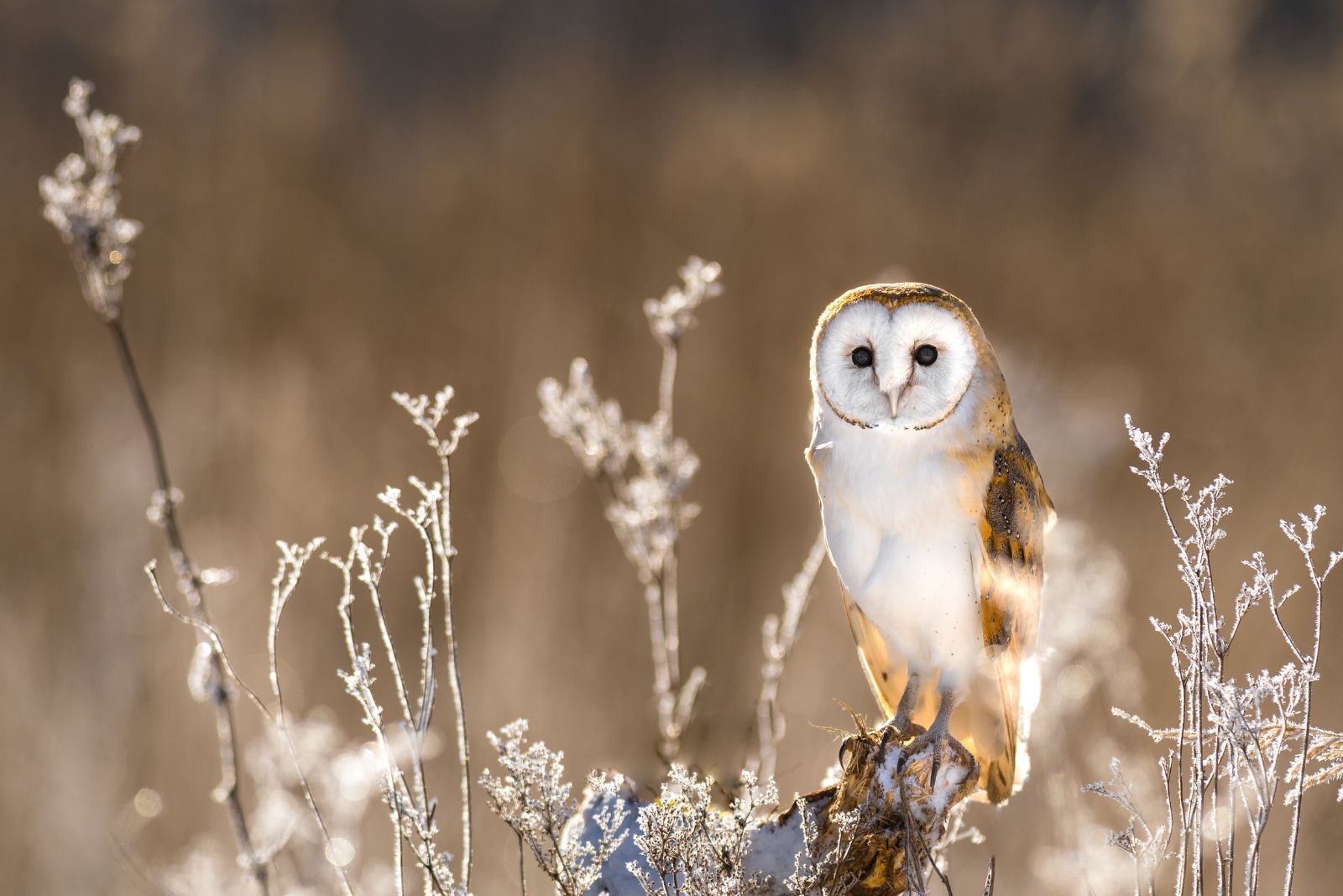 Barn Owl