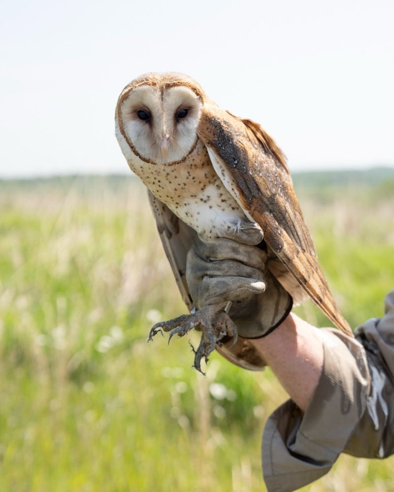 Barn Owls