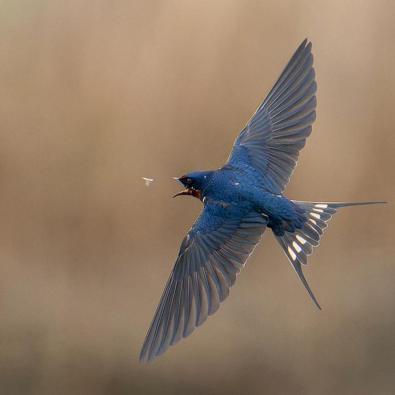 Barn Swallow