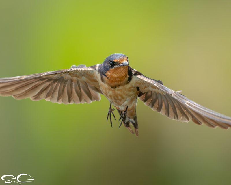 Barn Swallow