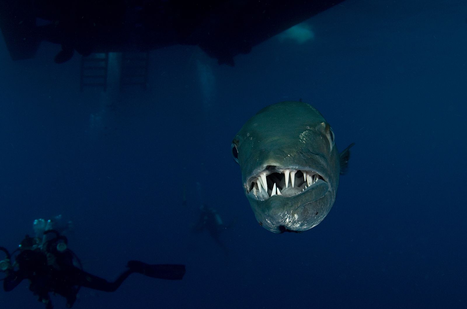 Barracuda