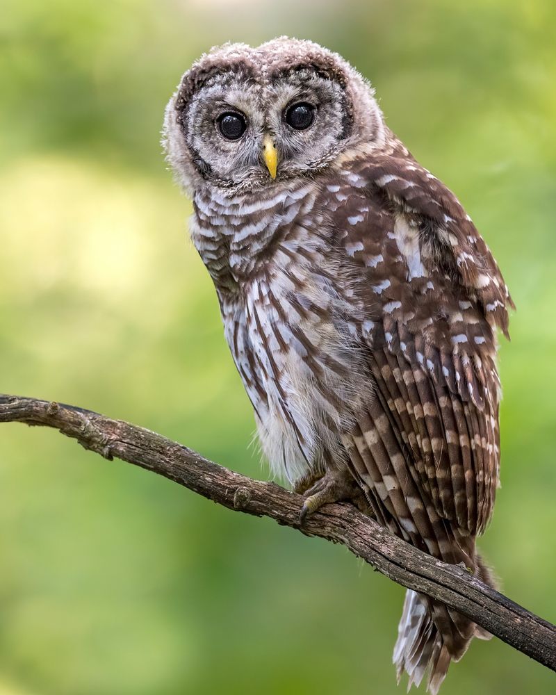 Barred Owl