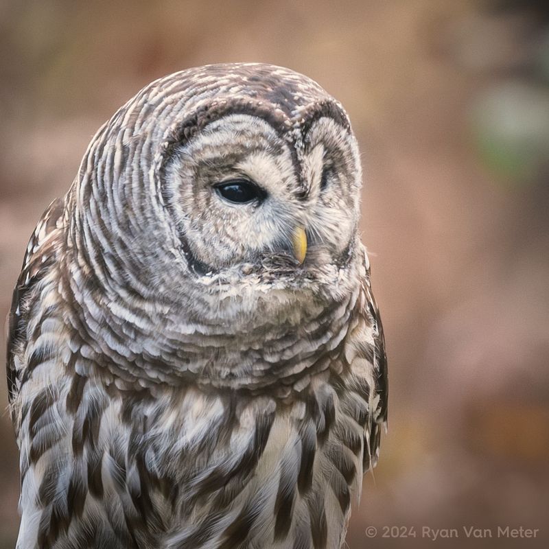 Barred Owl