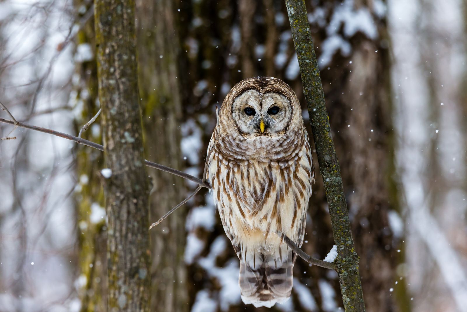 Barred Owl