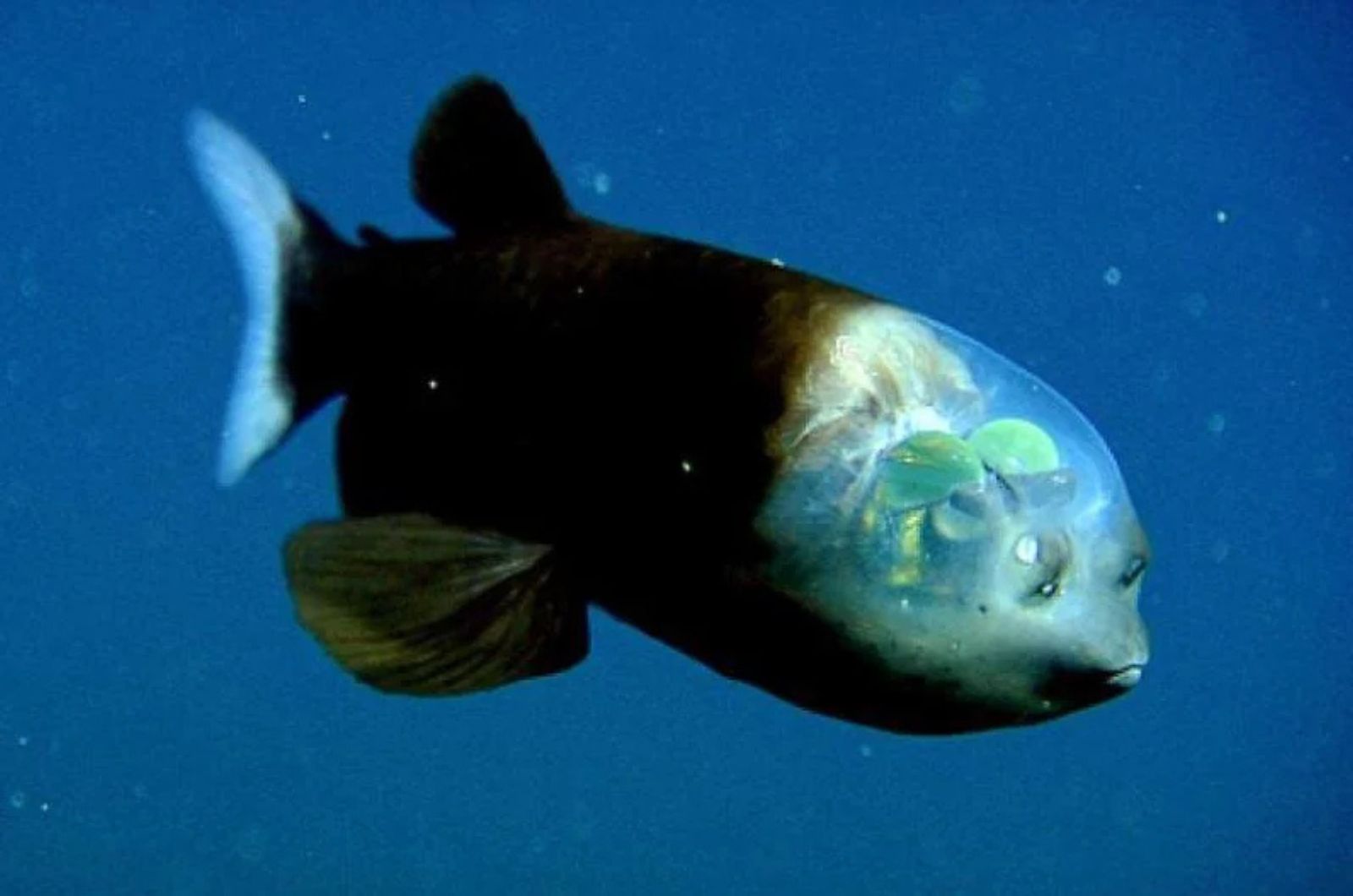 Barreleye Fish