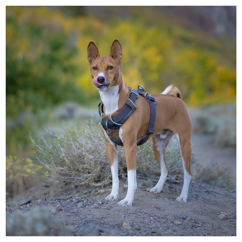 Basenji