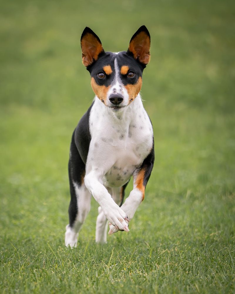 Basenji