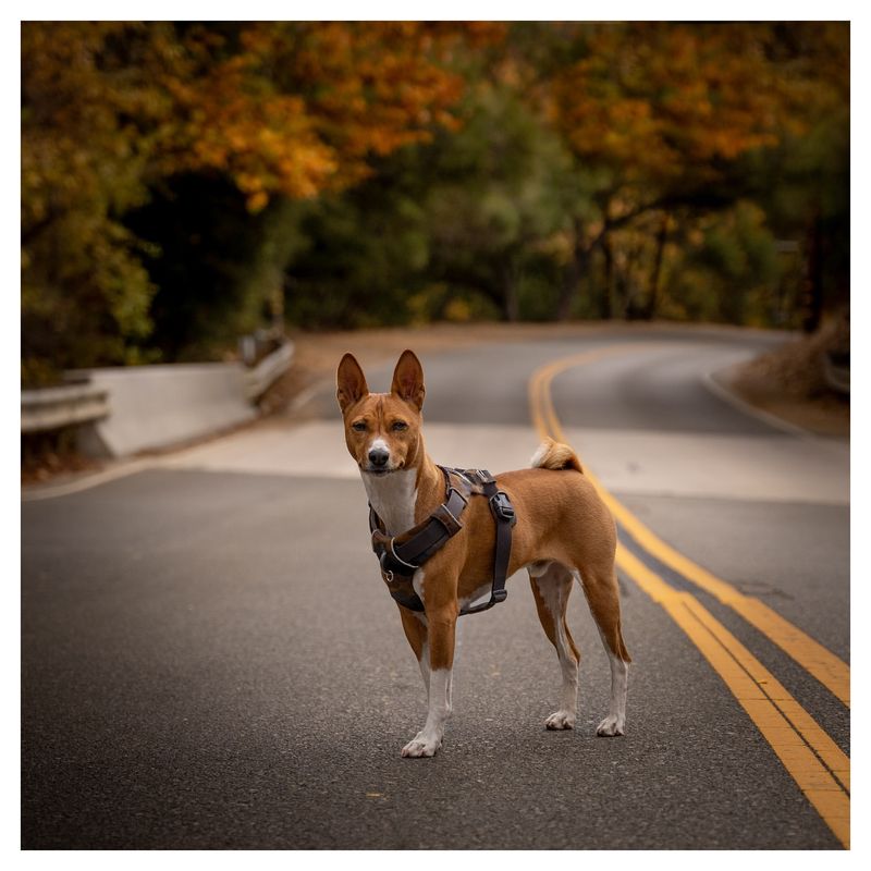 Basenji