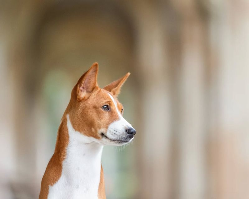 Basenji