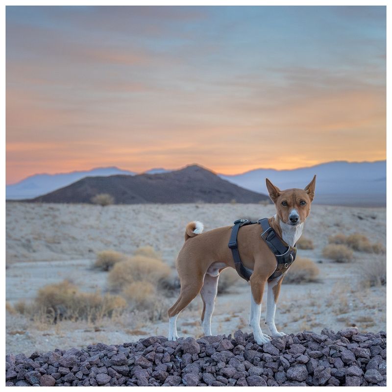 Basenji