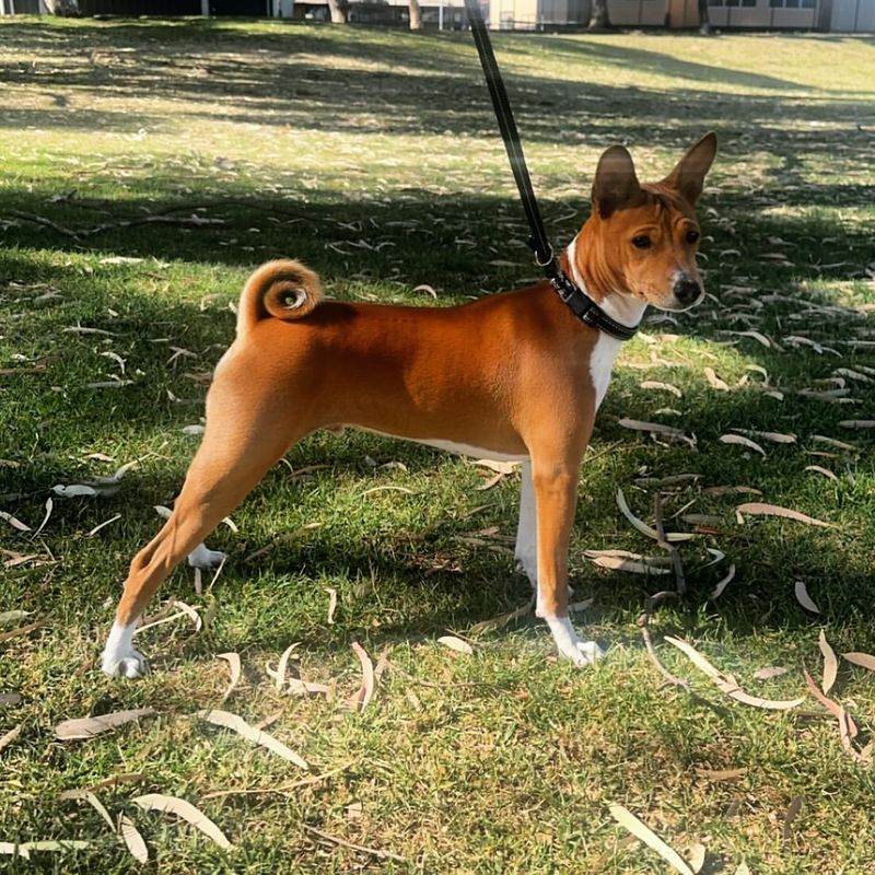 Basenji