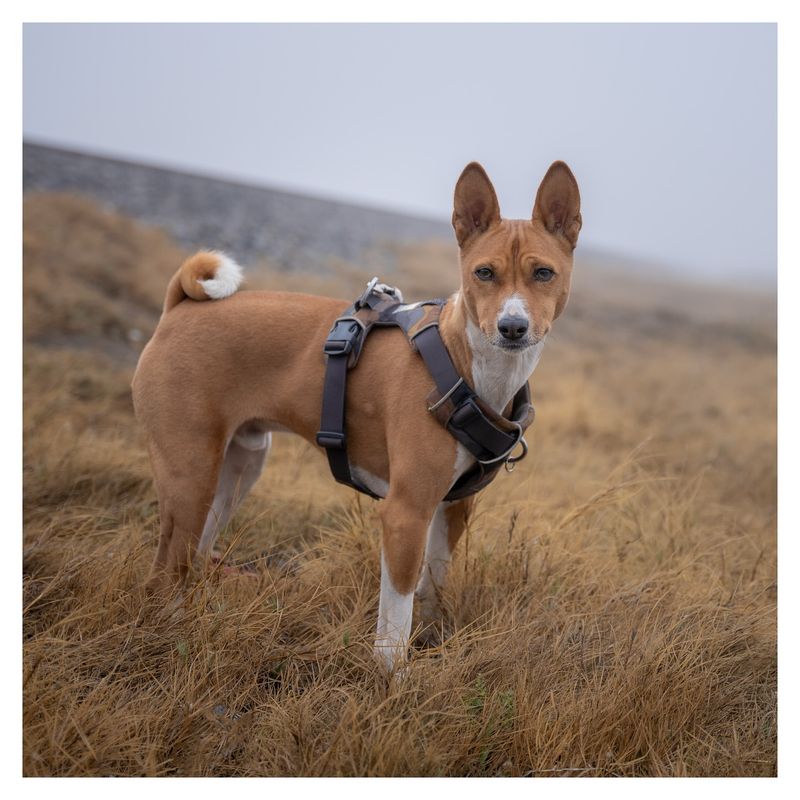 Basenji