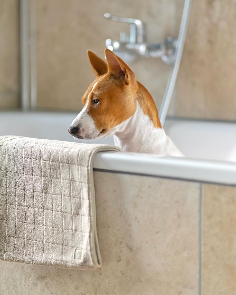 Basenji