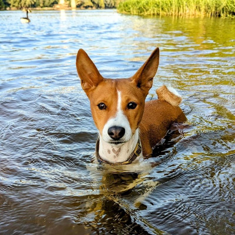 Basenji