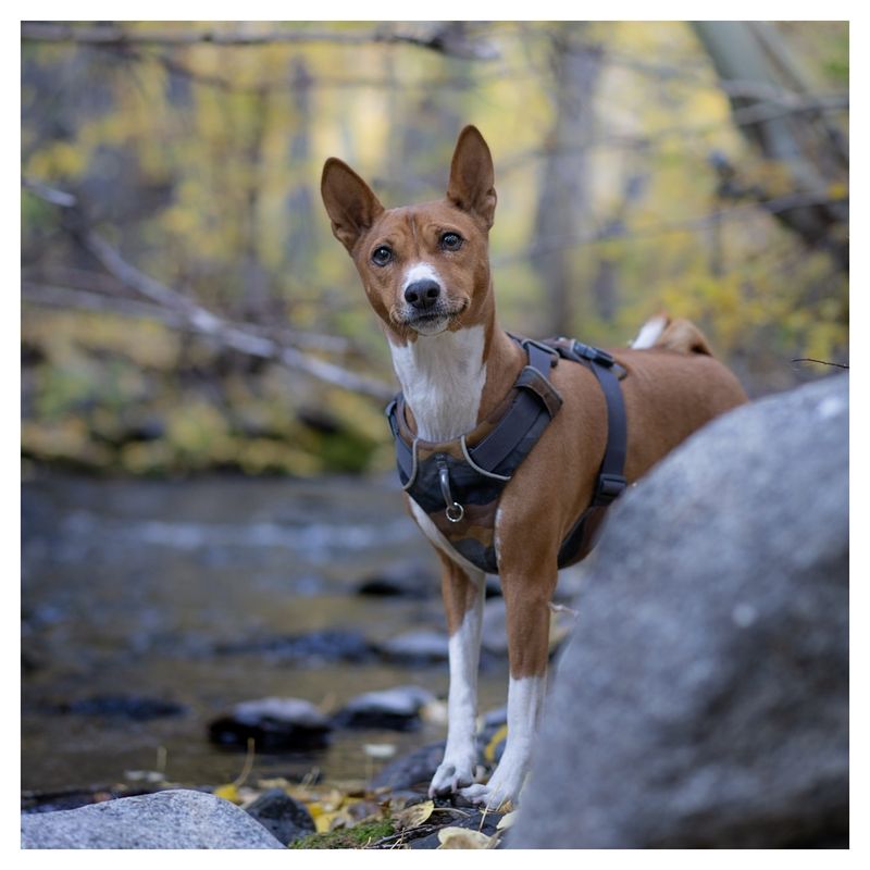 Basenji